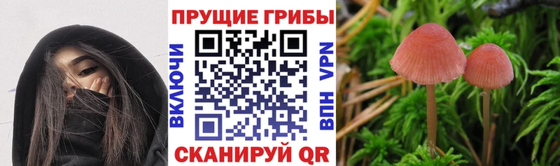 Псилоцибиновые грибы прущие грибы  закладки  Норильск 